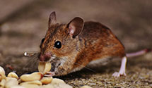 24 Hour & Emergency Exterminators in Stony Hill, MO